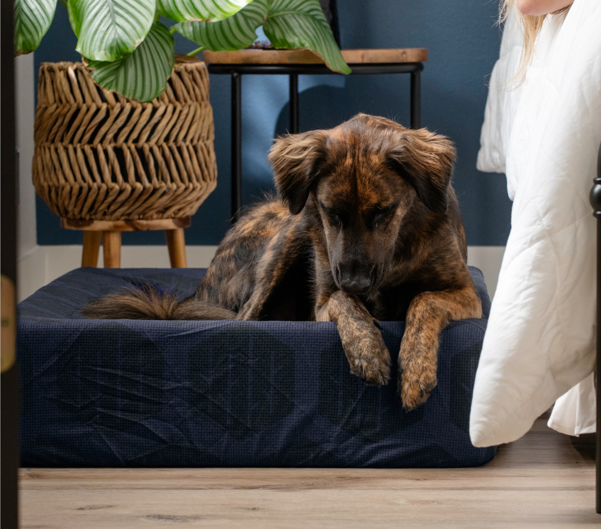 A dog lying on a medium bed with blue eco-cover on a wooden floor, with a plant basket and a wooden chair in the background.