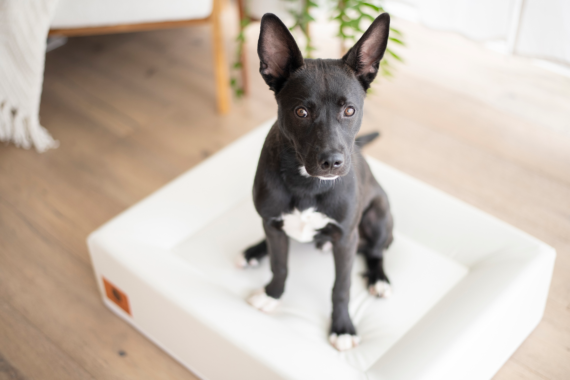 A small black dog sitting on a white medium-sized dog bed indoors.