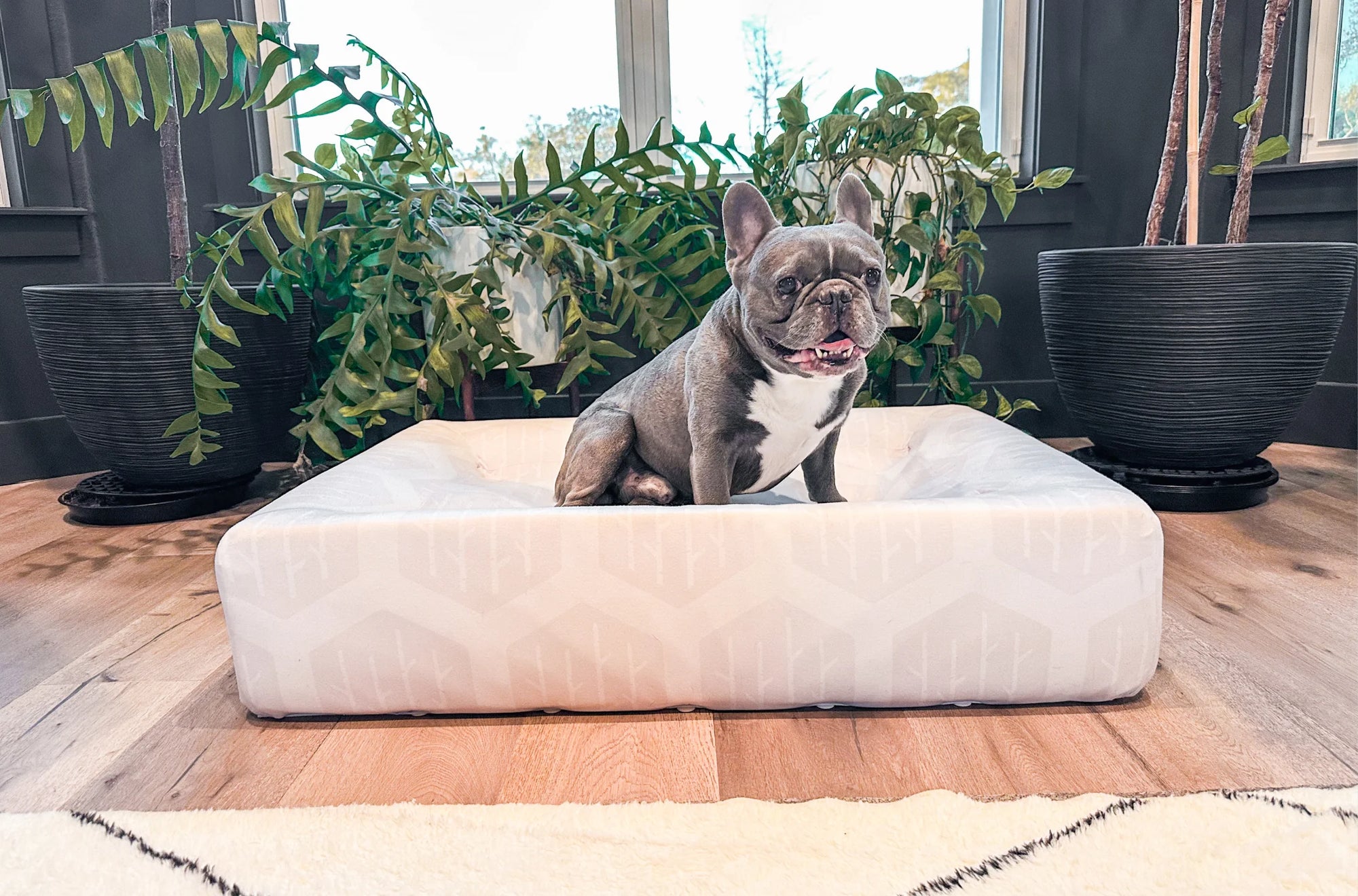 Extra Large - Laundry-Free Dog Bed + Free Disposable Cover