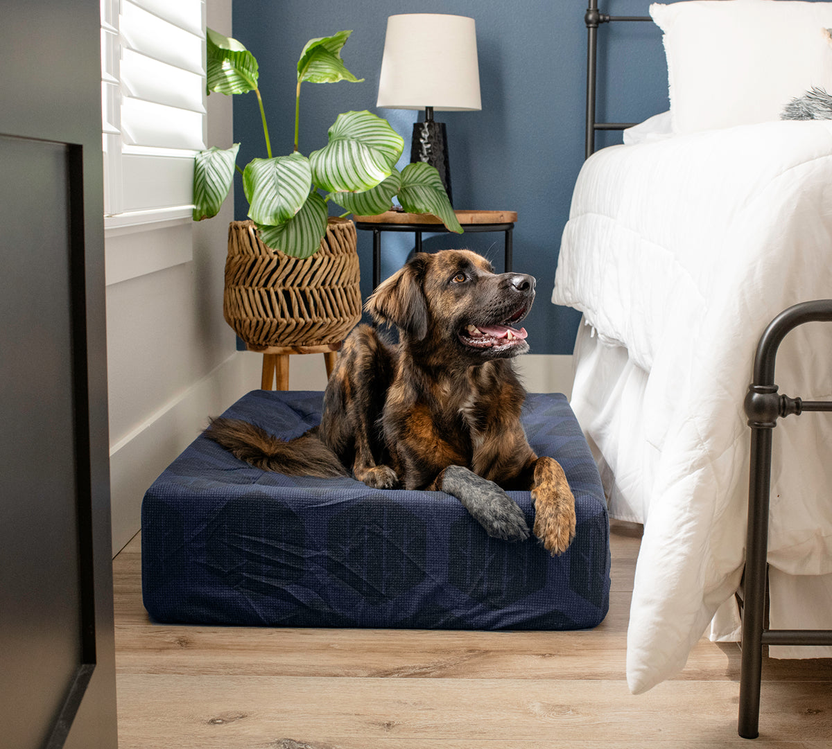 Brindle dog lying on Birchwood & Bark laundry-free, sustainable dog bed with Navy Eco-Cover