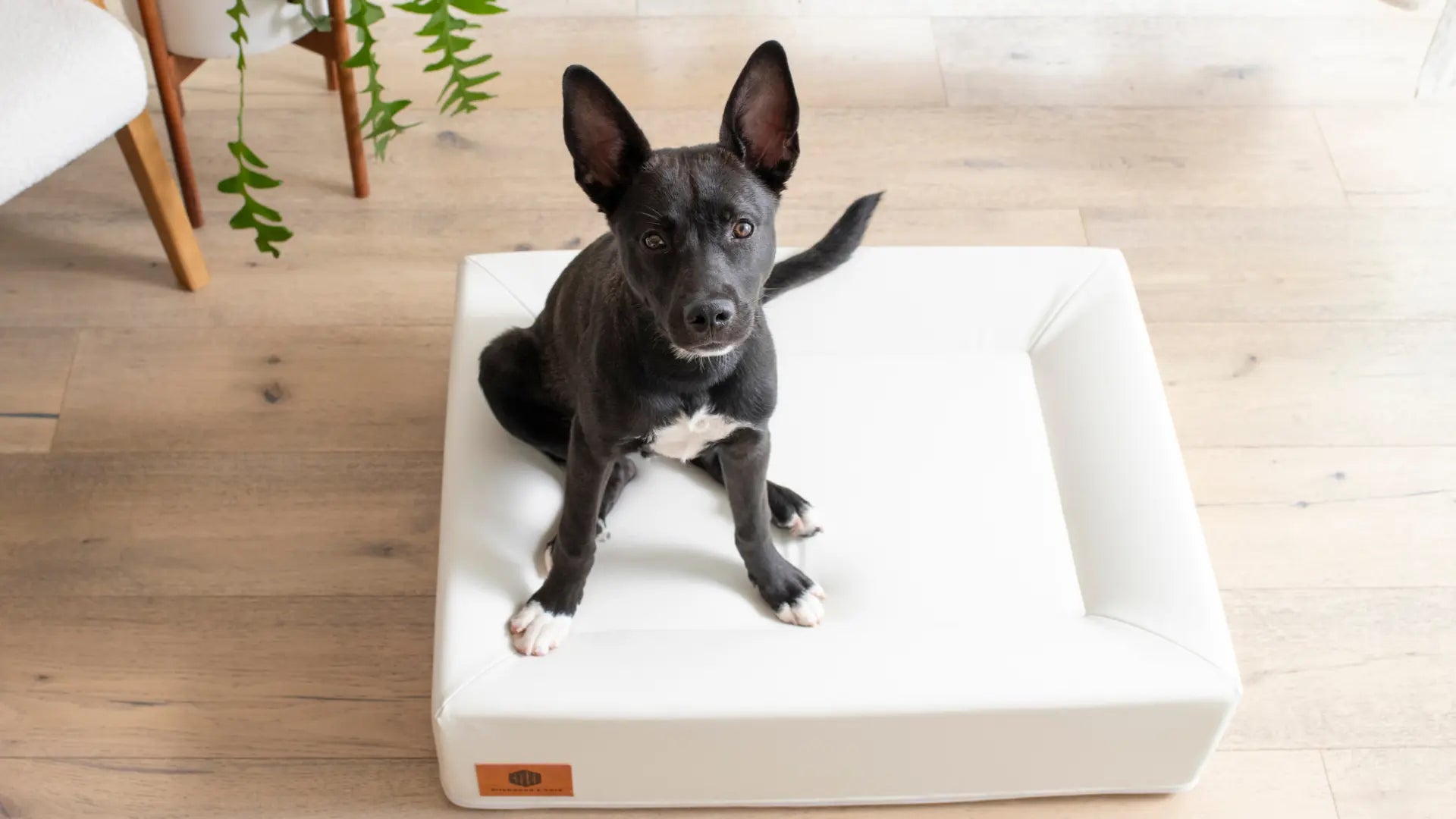 A black dog with perky ears and white paws sits attentively on a Birchwood & Bark dog bed, showcasing its sleek, waterproof, and scratch-resistant base in a minimalist, modern living space.