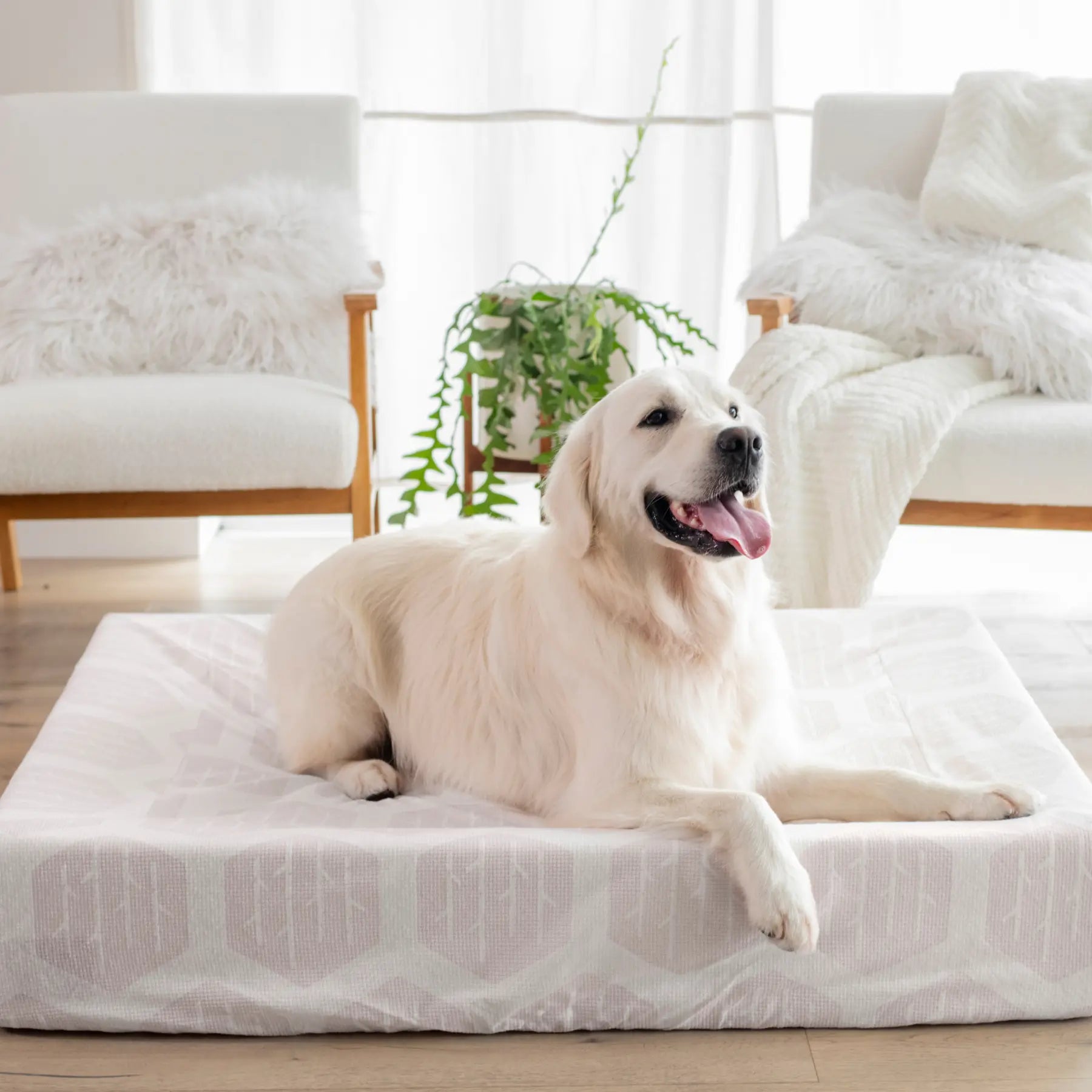 White retriever lounging on Birchwood & Bark laundry-free, sustainable dog bed in White Eco-Cover